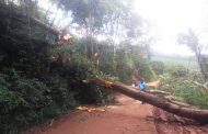 Árvores com risco de queda na estrada são cortadas em Bom Jesus de Realeza