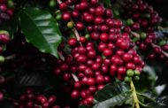 Programa possibilita que famílias em situação de vulnerabilidade social invistam na cafeicultura