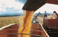 Minas Gerais tem previsão de safra recorde de grãos