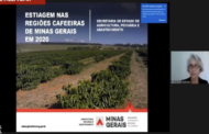 Seca nas regiões Sul e Sudoeste pode comprometer a produção mineira de café em 2021