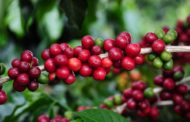 Vinte cafeicultores de Manhuaçu estão na próxima etapa do Concurso Estadual de Qualidade dos Cafés