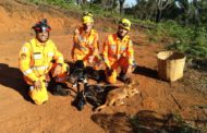 Bombeiros resgatam cães em pedreira de Orizânia
