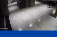 Lobo-Guará é flagrado passeando em prédio de luxo em Brasília