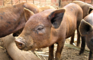 Cartilha da Emater-MG orienta sobre criação de porcos caipiras