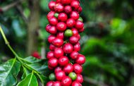 Emater-MG orienta cafeicultores sobre cuidados após a colheita para garantir qualidade do café