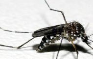 Saúde estadual lança curso de manejo clínico de chikungunya