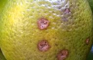 IMA alerta produtores de frutas para praga que afeta plantações de limão, laranja e tangerina