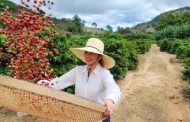 Dia Mundial do Café: cafeicultura transforma vidas em Caratinga