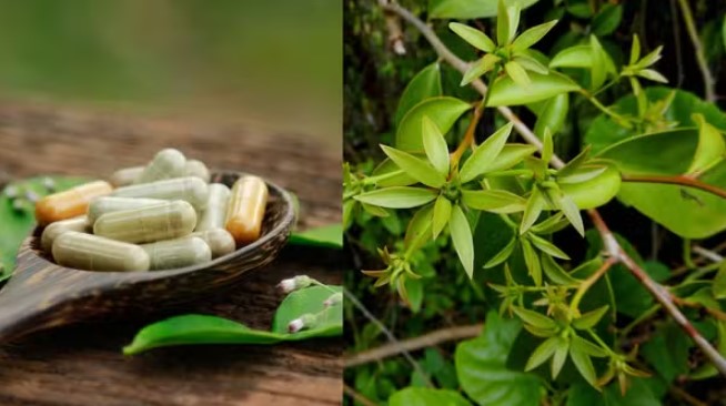 Suplementos com ora-pro-nóbis são proibidos pela Anvisa